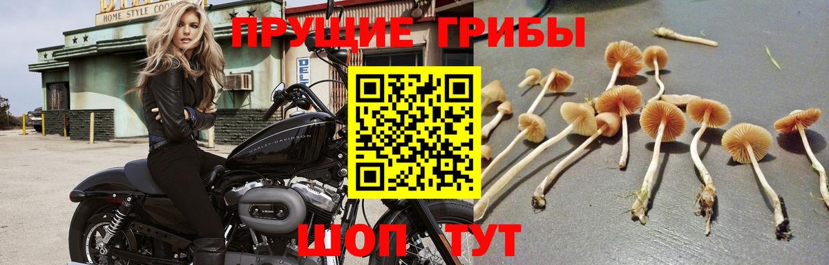 Галлюциногенные грибы Psilocybine cubensis Ивантеевка